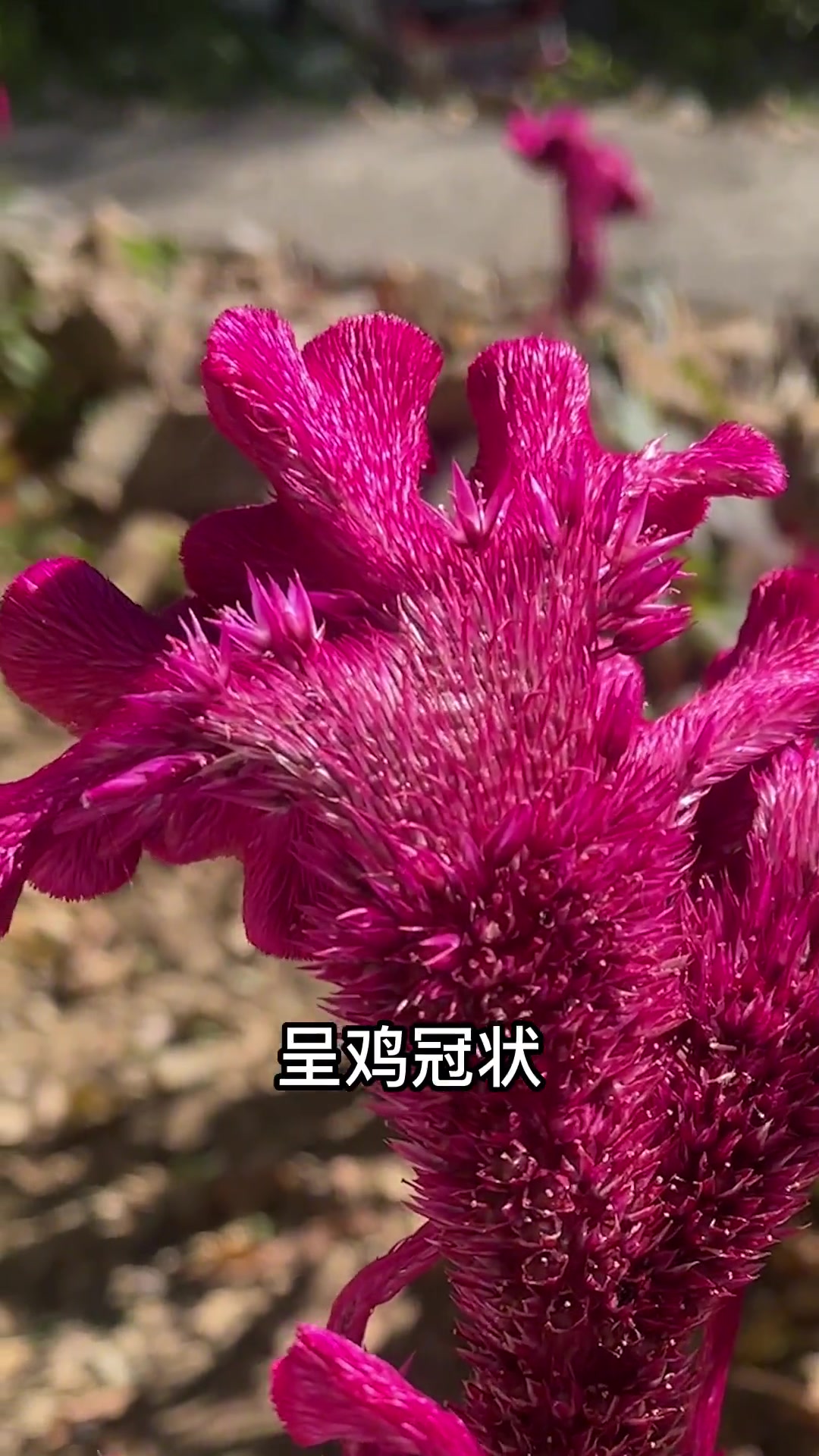 鸡冠花