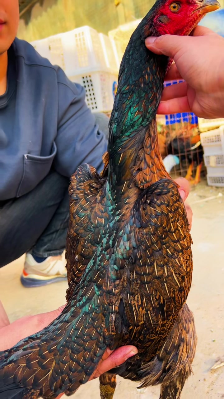 高档越南种母斗鸡龙鳞腿三棱加钢嘴