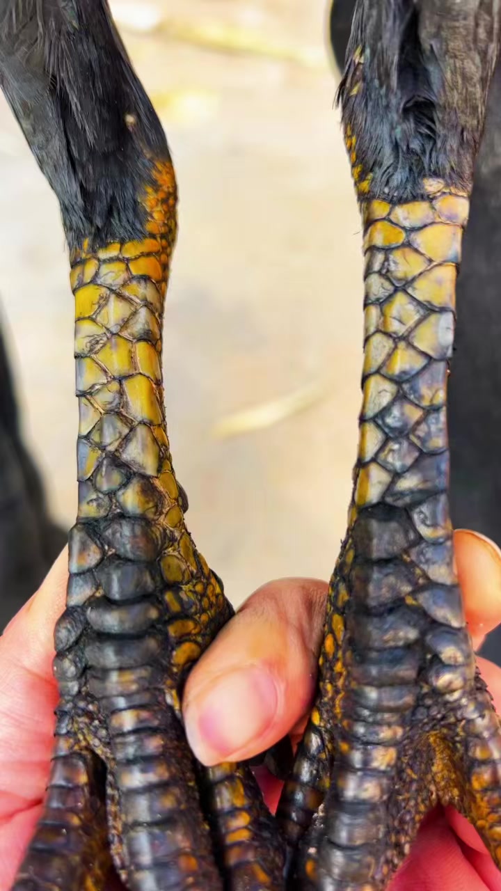 身价一万的种母斗鸡血统遗传稳定