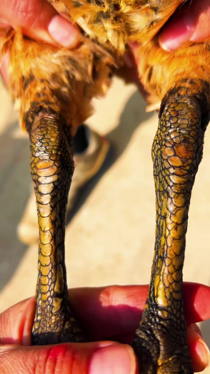 越南独麟排拐母斗鸡进来欣赏一下高档斗鸡