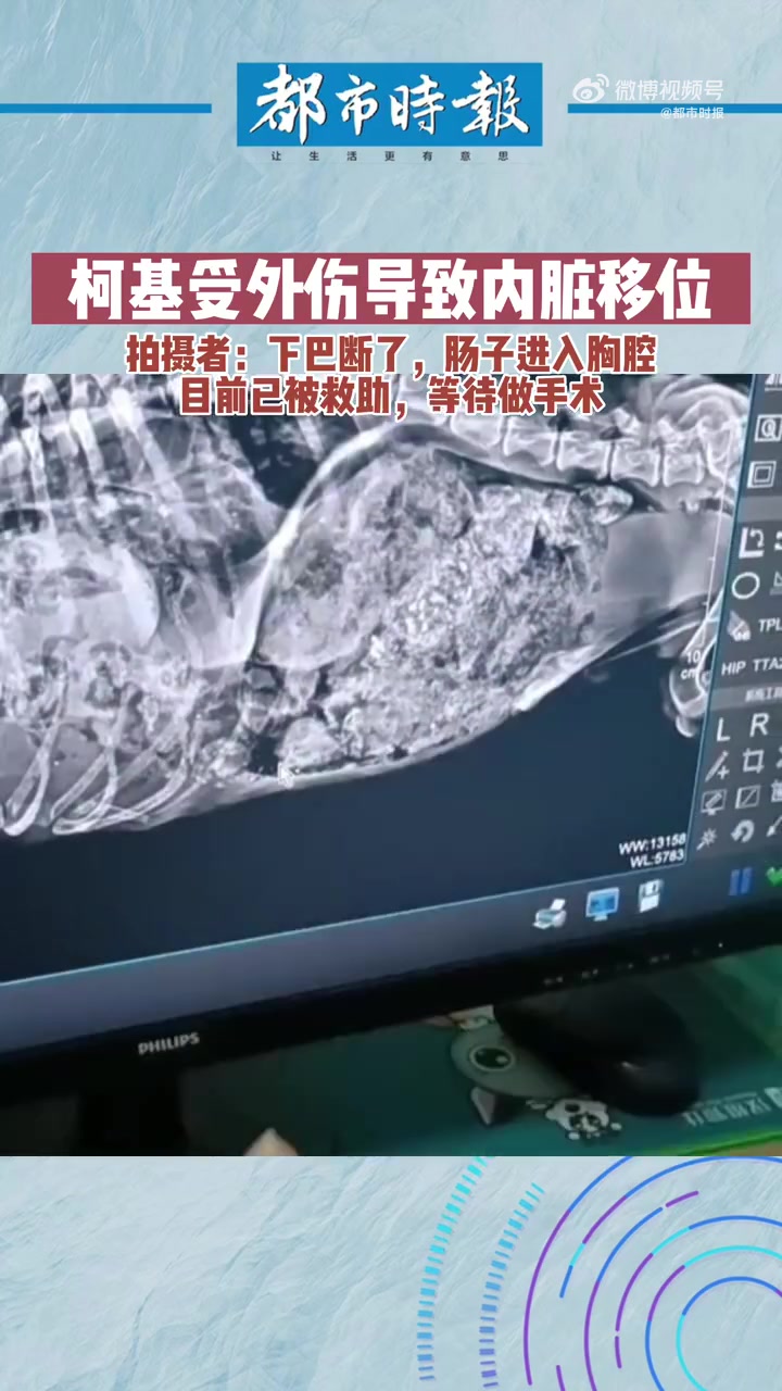 流浪狗下巴断裂内脏移位被救助「柯基受外伤导致内脏移位」近日,山东济南。一只流浪柯基疑似被虐