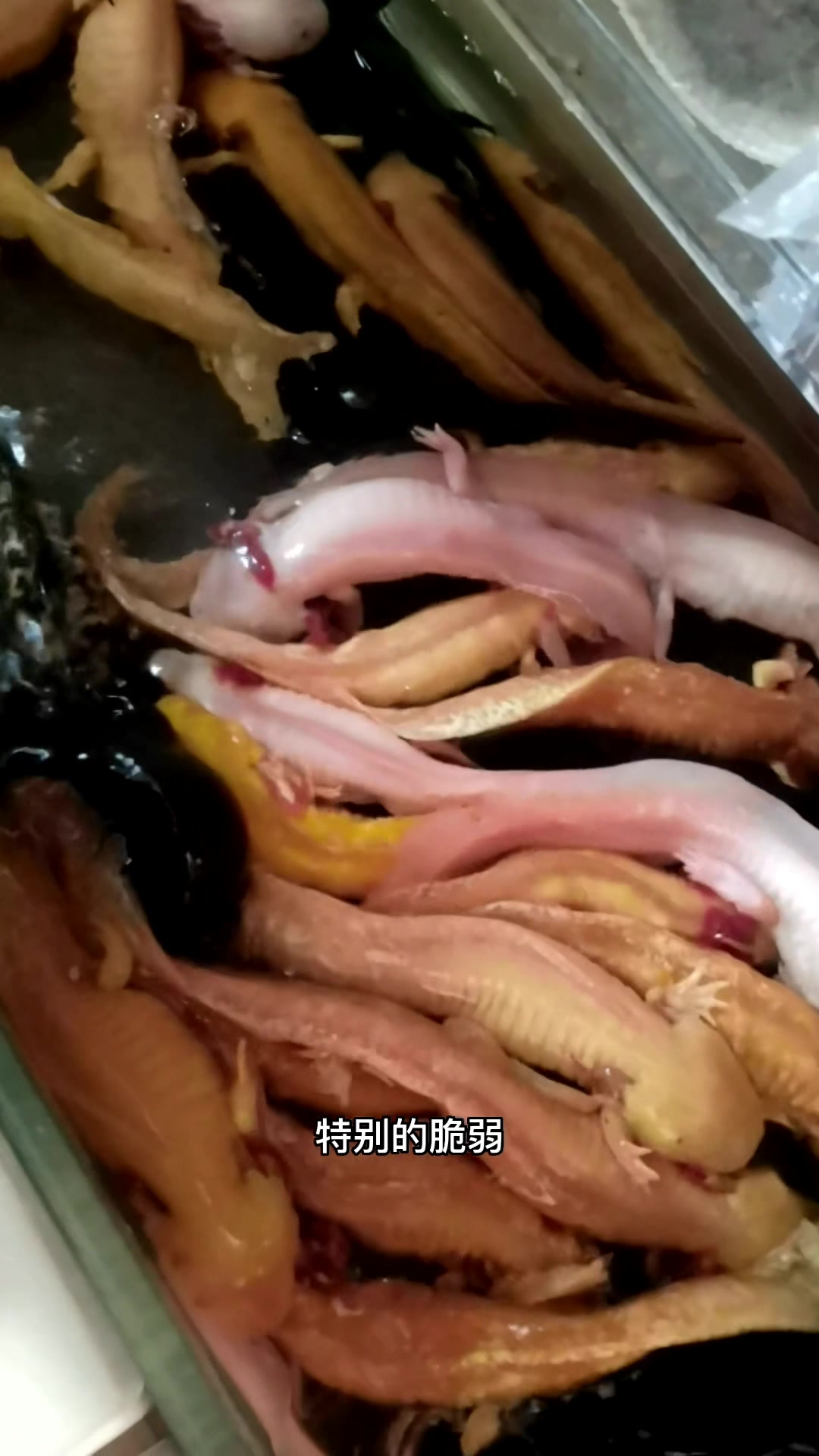 六角恐龙尾部出现了血点和血斑,怎么办?是不是败血症