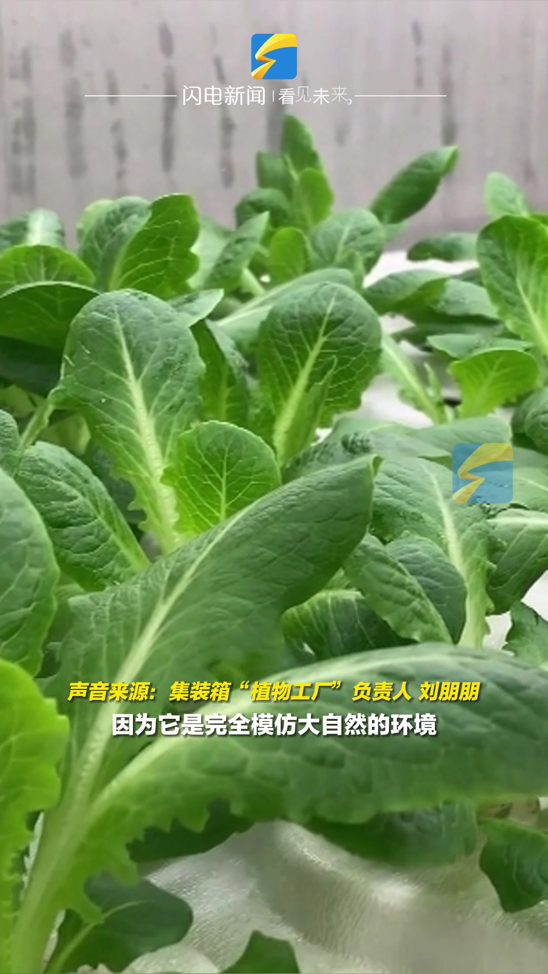 一箱顶两亩!山东人把菜种到集装箱 在无人区也能吃到新鲜蔬菜