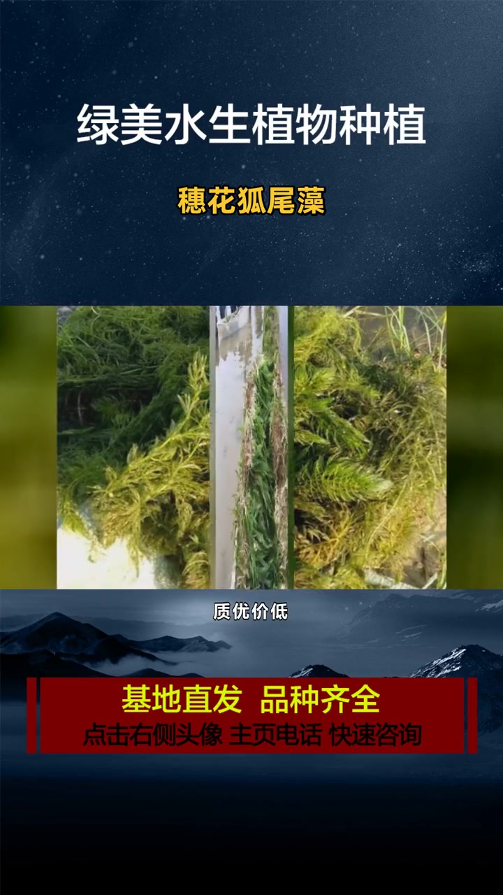 金鱼藻 穗花狐尾藻 伊乐藻