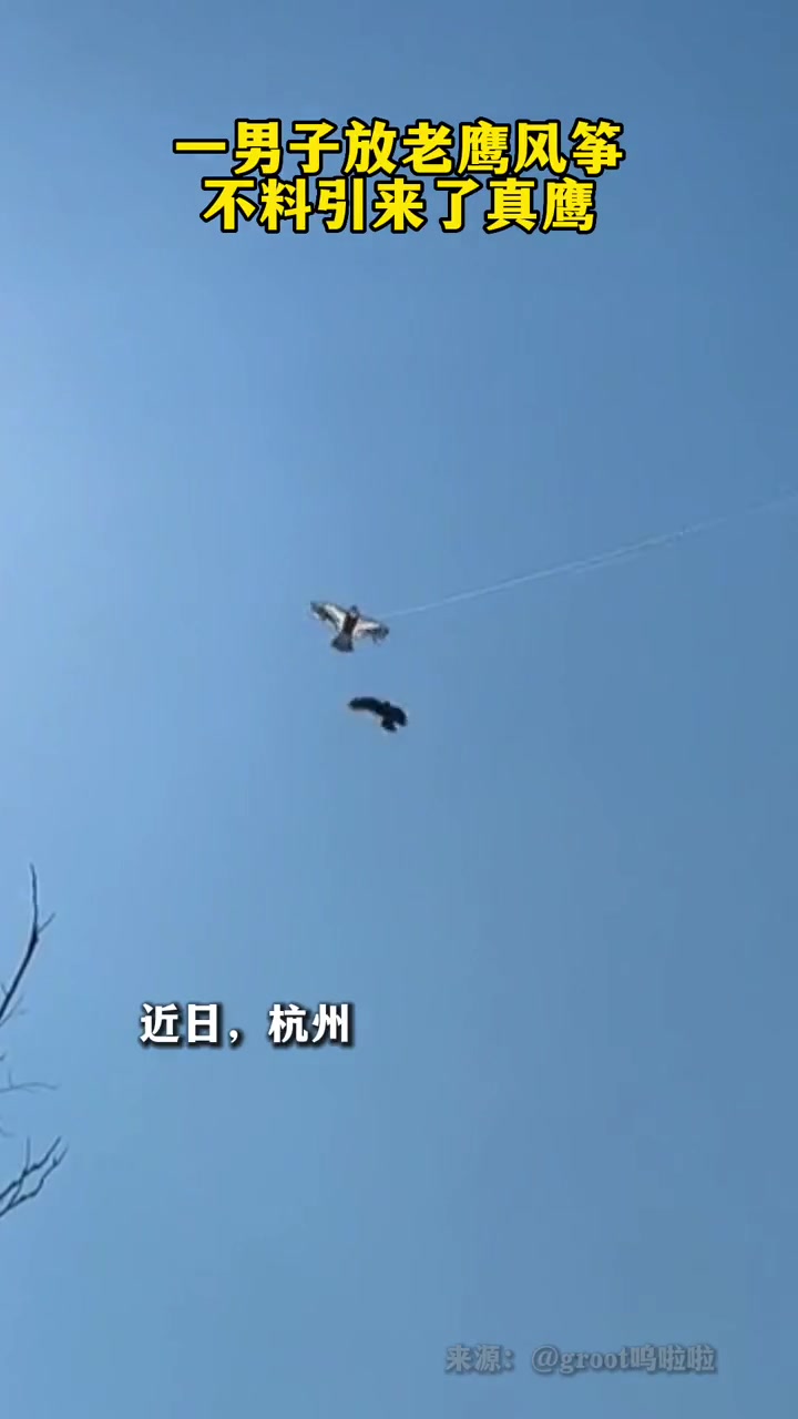 万万没想到!放老鹰风筝引来了真的鹰