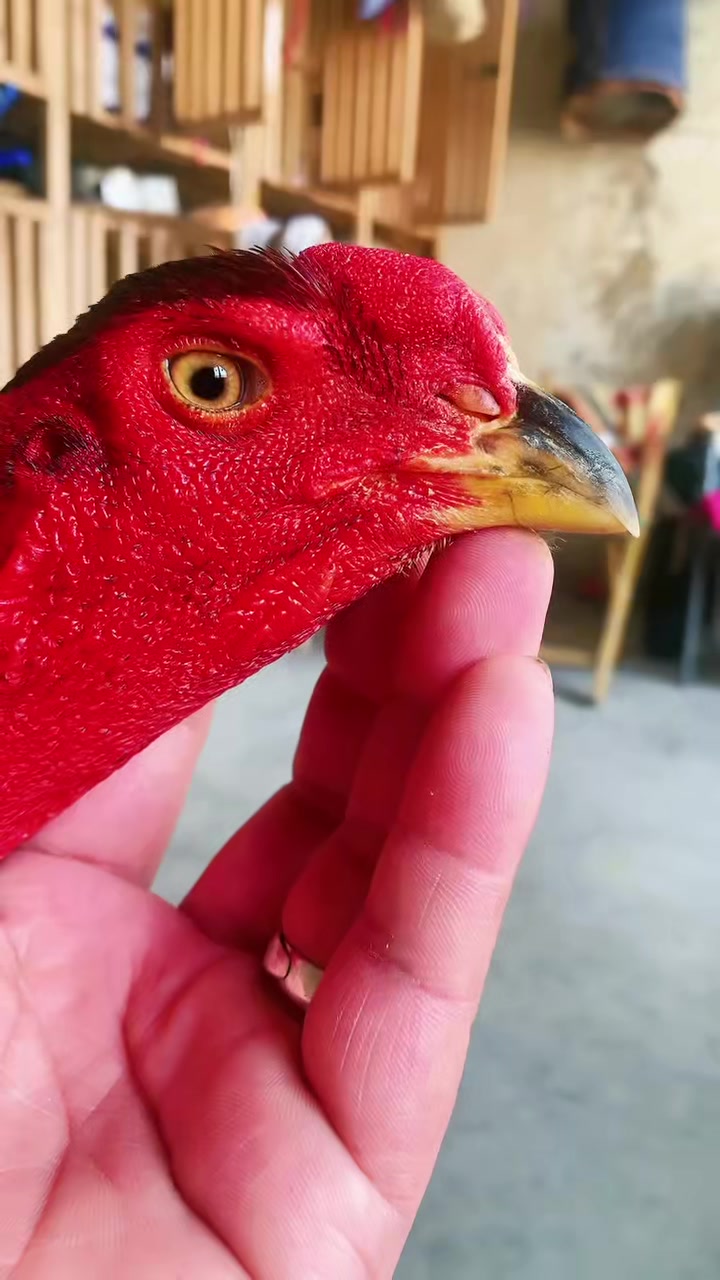 平冠蛇头鬼子三棱嘴鹰眼