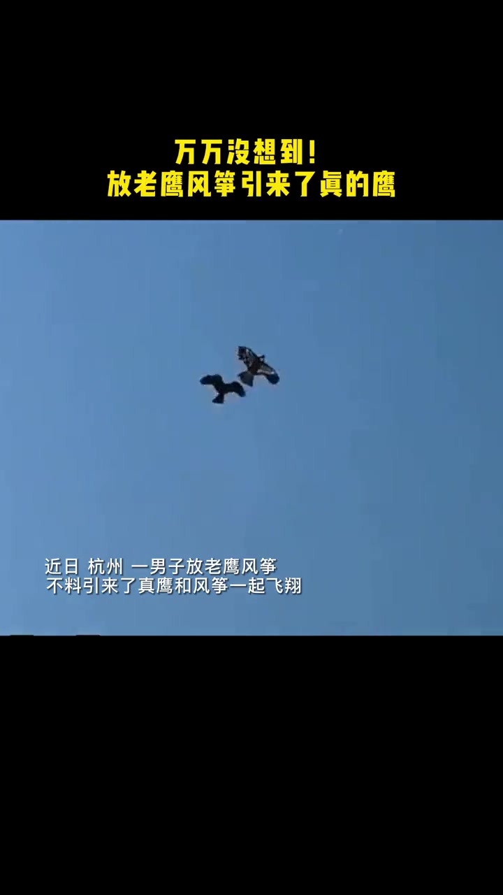 万万没想到!放老鹰风筝引来了真的鹰