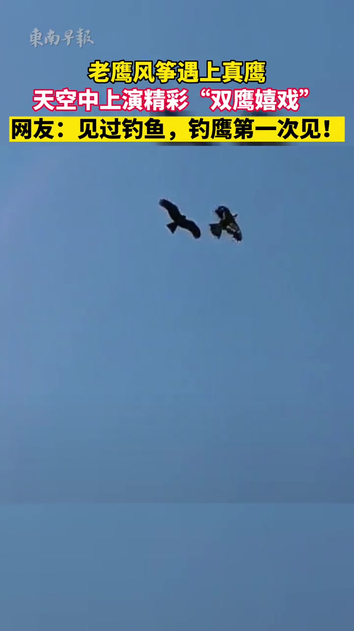 老鹰风筝遇上真鹰,天空中上演精彩“双鹰嬉戏”