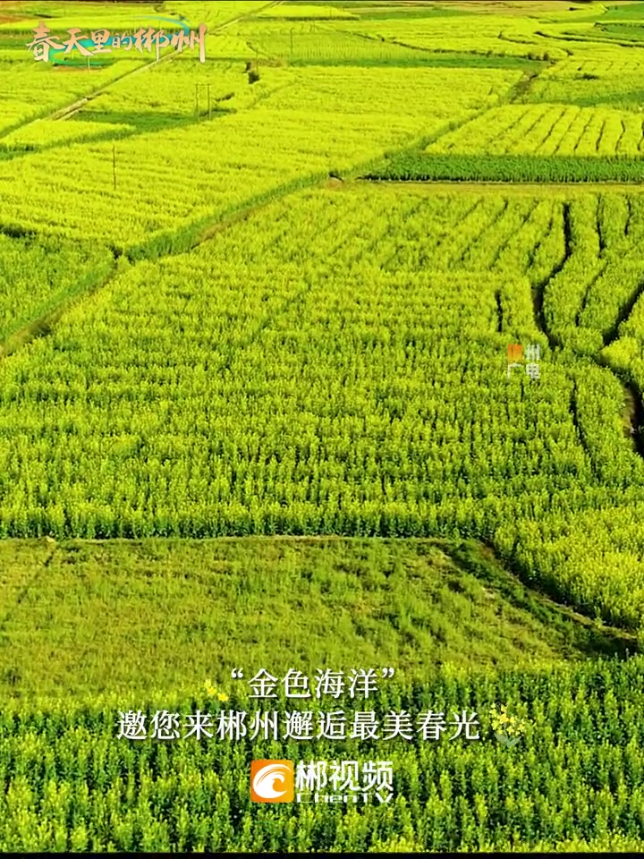 春天里的郴州 · 资兴:“蓼江”来信,我在油菜花田等您!有一种春天叫油菜花开 美丽的家乡田