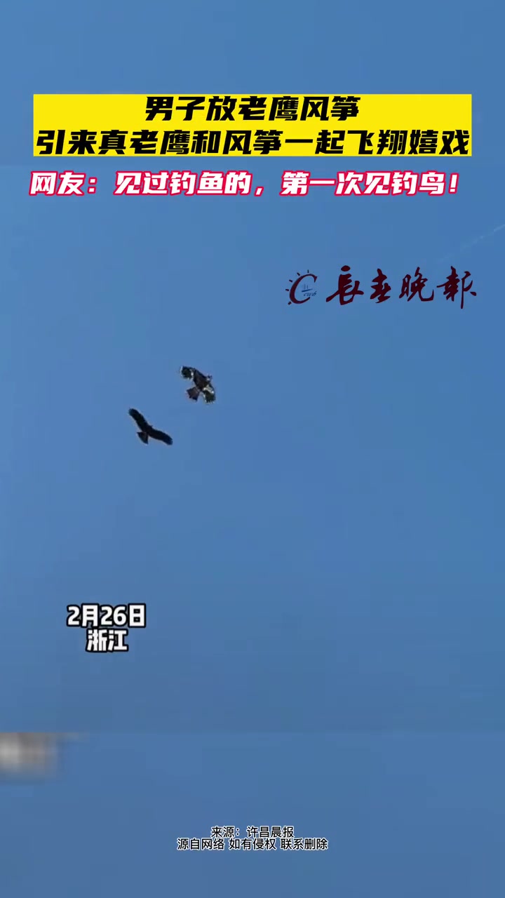 男子放老鹰风筝,引来真老鹰和风筝一起飞翔嬉戏,网友:见过钓鱼的,第一次见钓鸟!