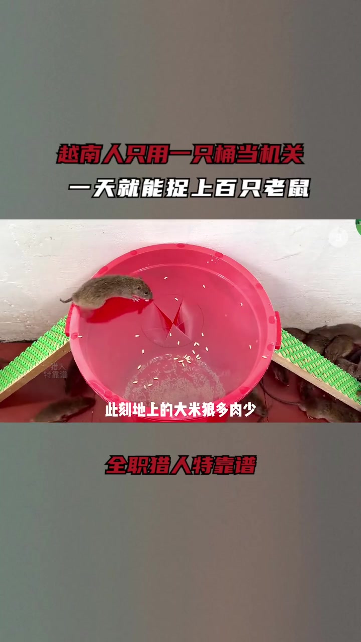 越南人只用一只桶当机关,一天就能捉上百只老鼠!手把手教会你 捕鼠神器 老鼠 抓老鼠 捉老鼠