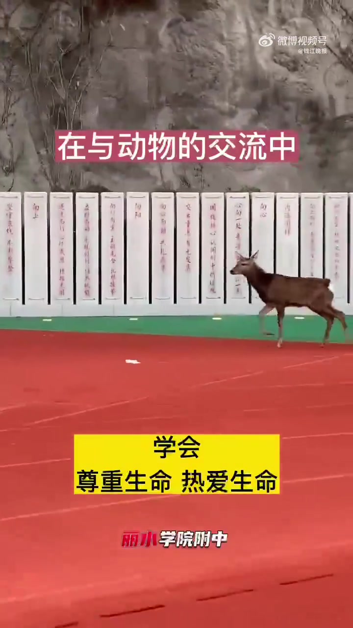 「丽水一高中藏了个小型动物园,同学们玩动物解压」丽水学院附中坐落在丽水通山脚下,校园里不仅