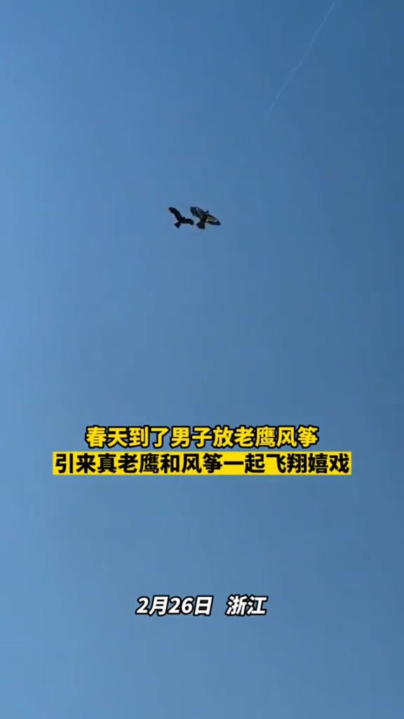 春天到了,男子放老鹰风筝,引来真老鹰一起飞翔嬉戏