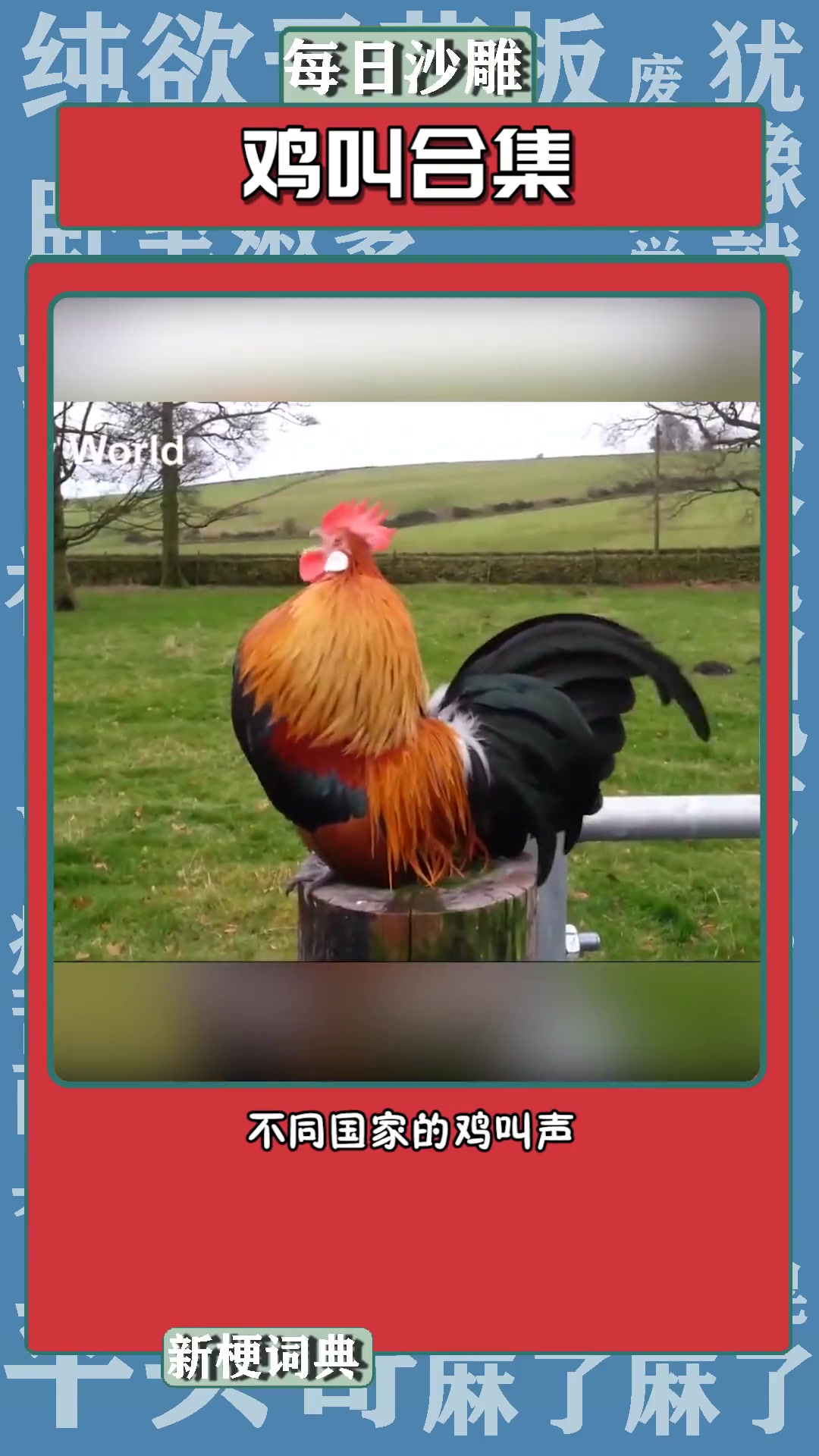最后有你们想听的 不同国家的鸡叫声 合集 新梗词典