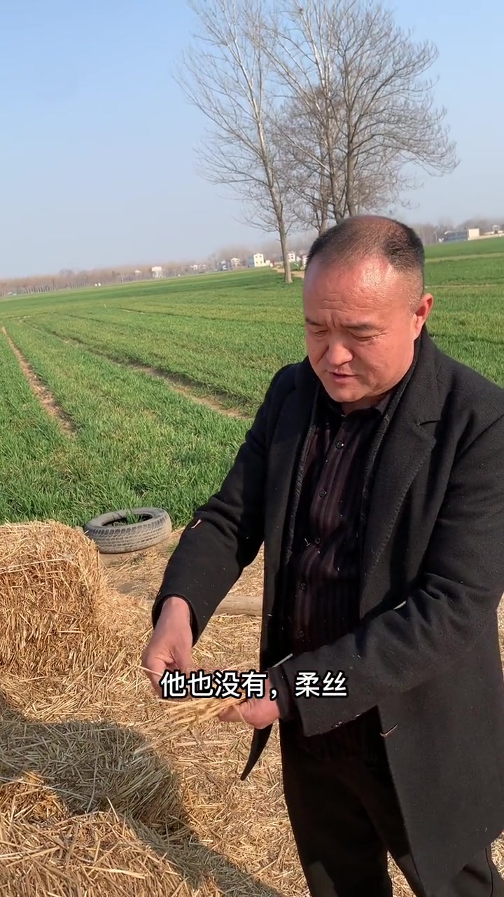 空筒扎嘴不好吃,干草秸秆要揉丝。教授说牛羊 农村创业养殖 三农 养牛创业致富 养牛人