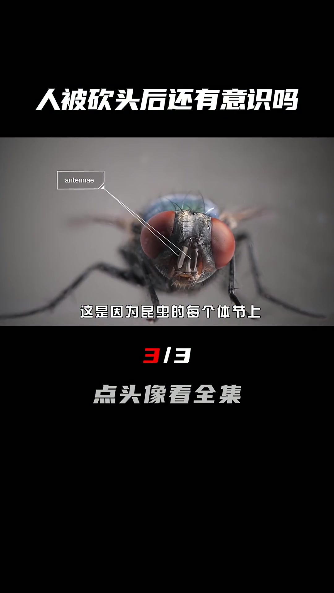 鸡脑子里的小人传说