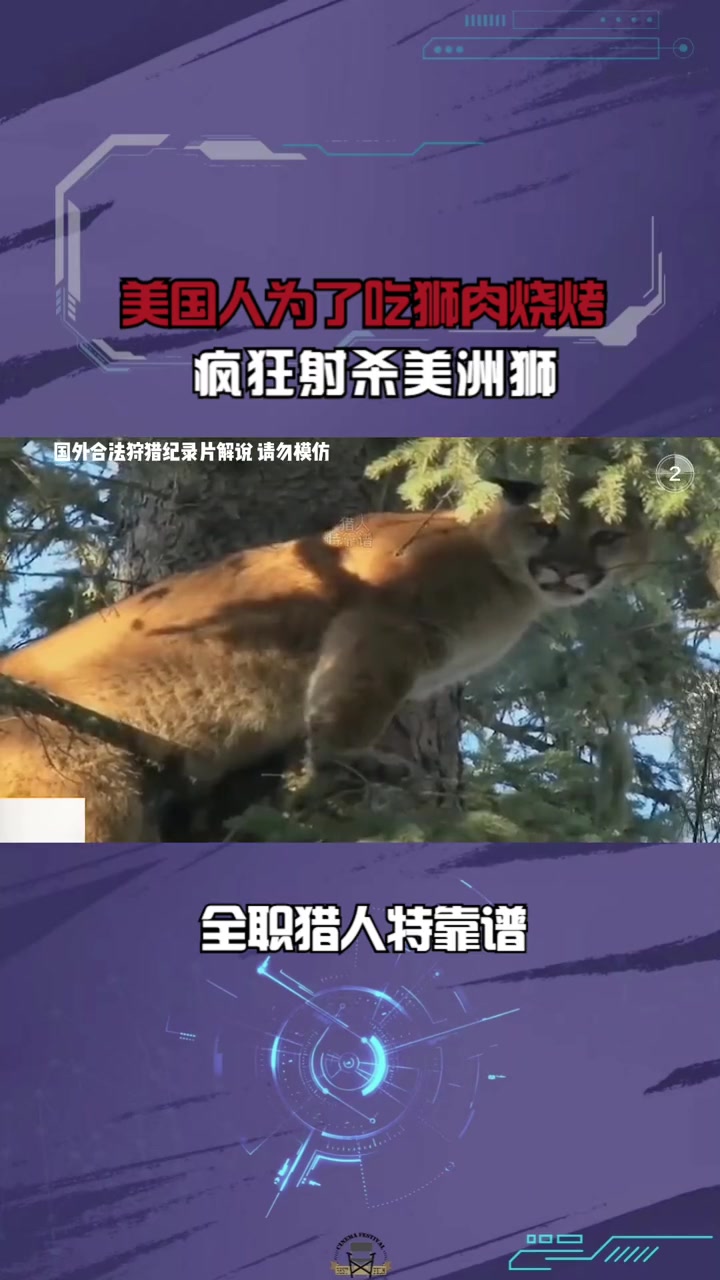 美国人为了吃狮肉烧烤,疯狂射杀美洲狮!野生动物 保护动物 爱护大自然保护野生动物 美洲狮 