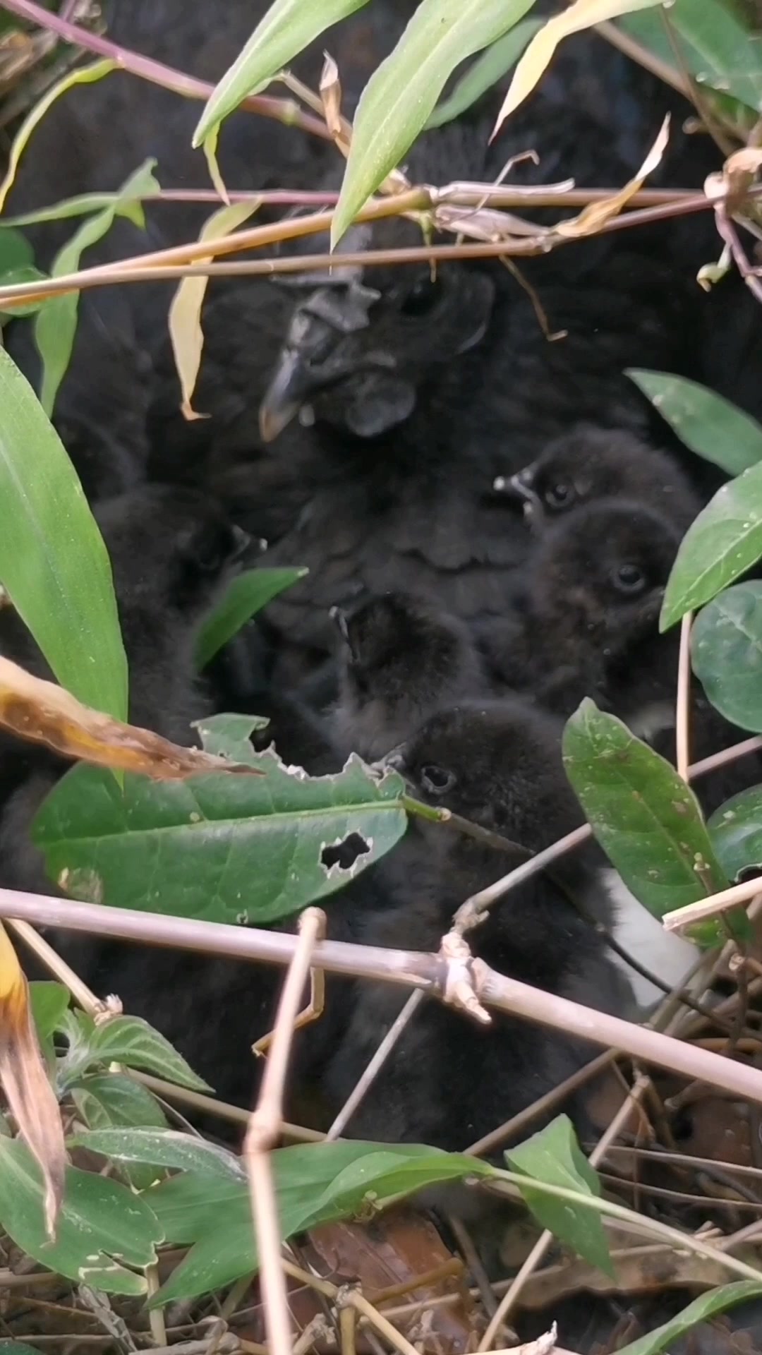 野生乌鸡,带回家饲养犯法吗