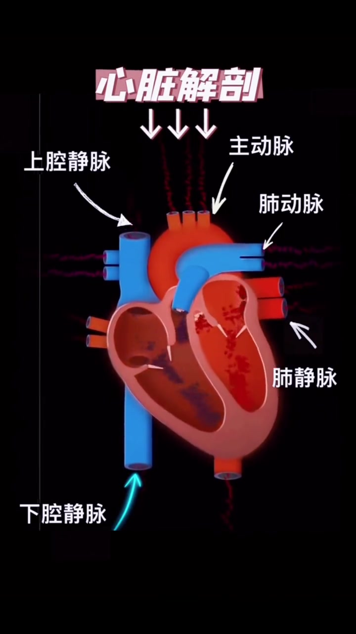 快来围观 三种不同形式心脏泵血的视频 医学科普