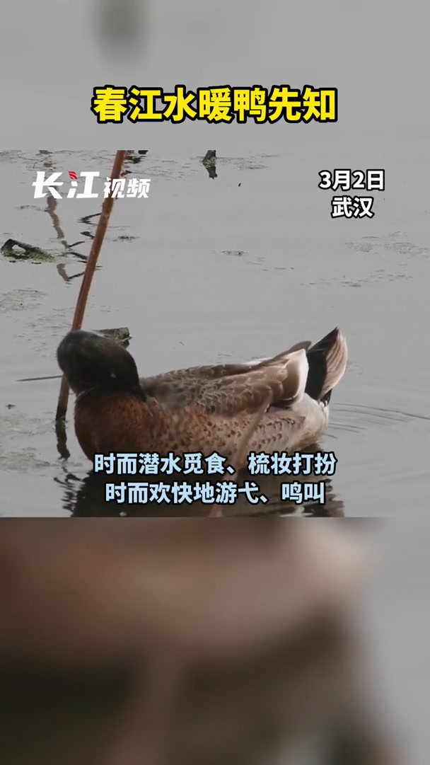 春江水暖鸭先知
