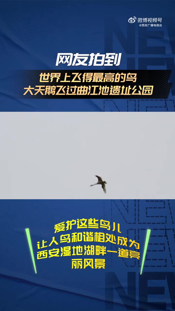 西安文旅爱分享「网友拍到世界上飞得最高的鸟大天鹅飞过曲江池遗址公园」大天鹅是冬候鸟,国家二