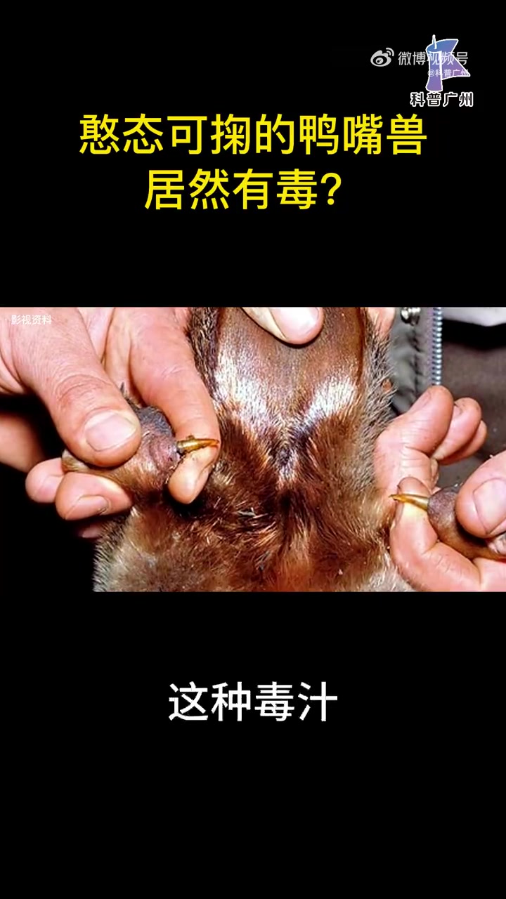 憨态可掬的鸭嘴兽居然有毒?动物世界