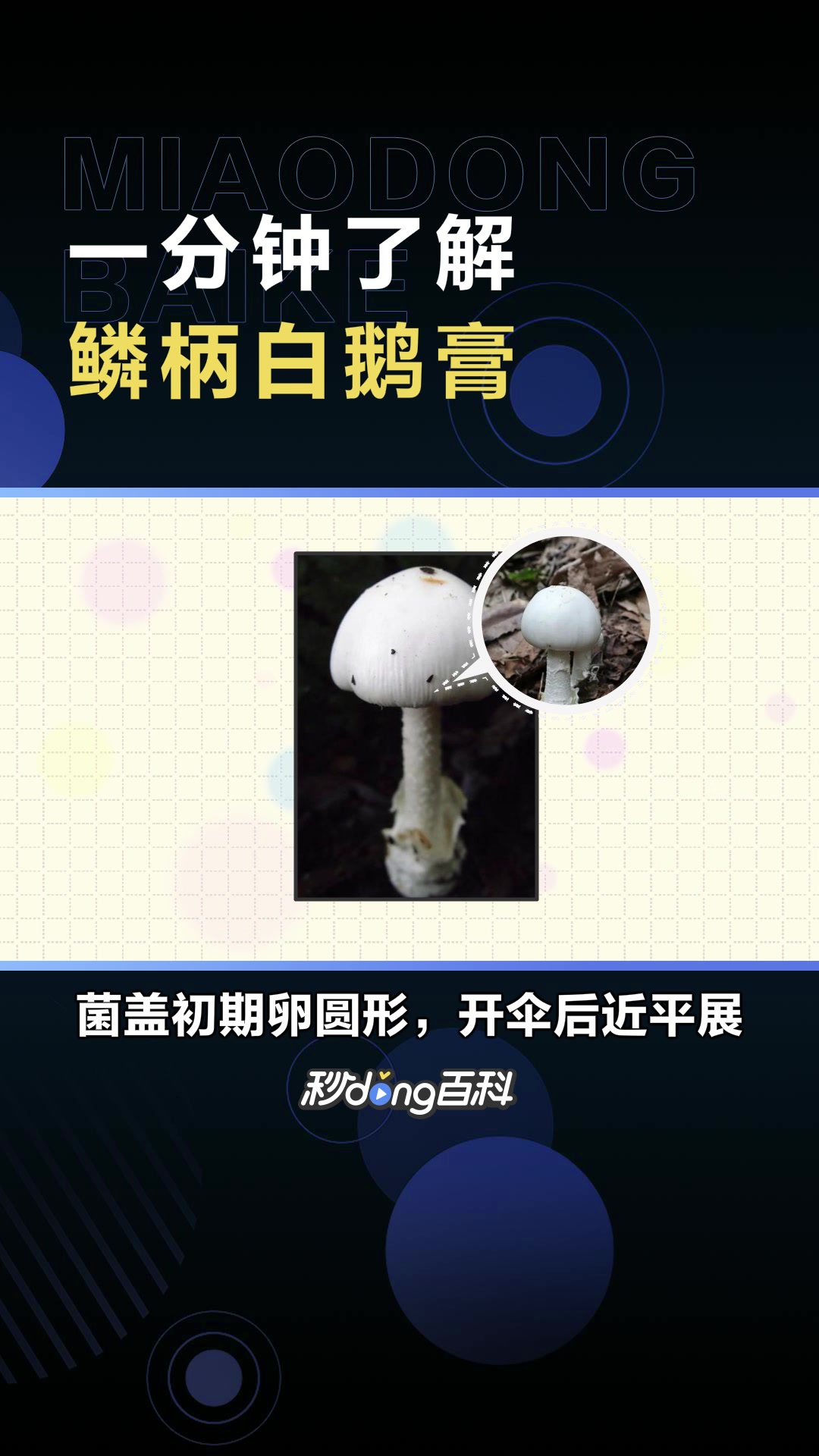 鳞柄白鹅膏:鹅膏菌科鹅膏菌属下的有毒真菌种