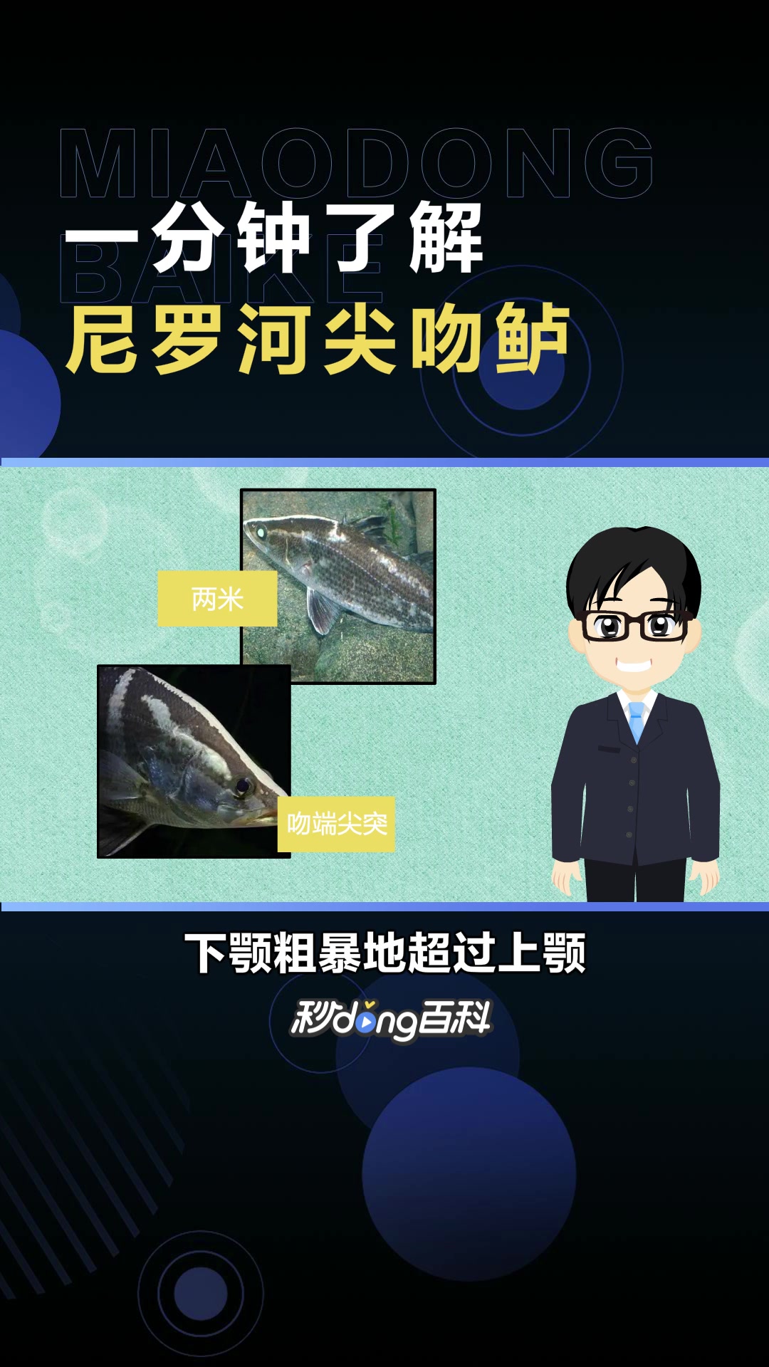 尼罗河尖吻鲈:尖吻鲈科最大的成员