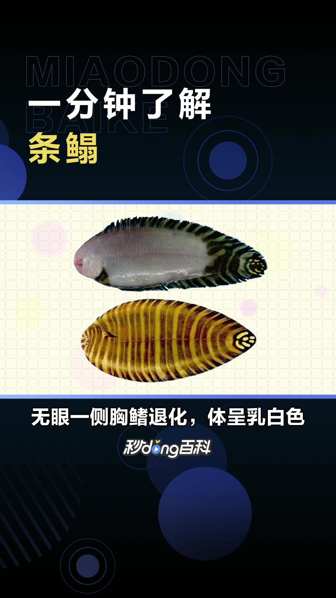 条鳎:鳎科鱼类,又名花鰙鳎、花板、花牛舌等。