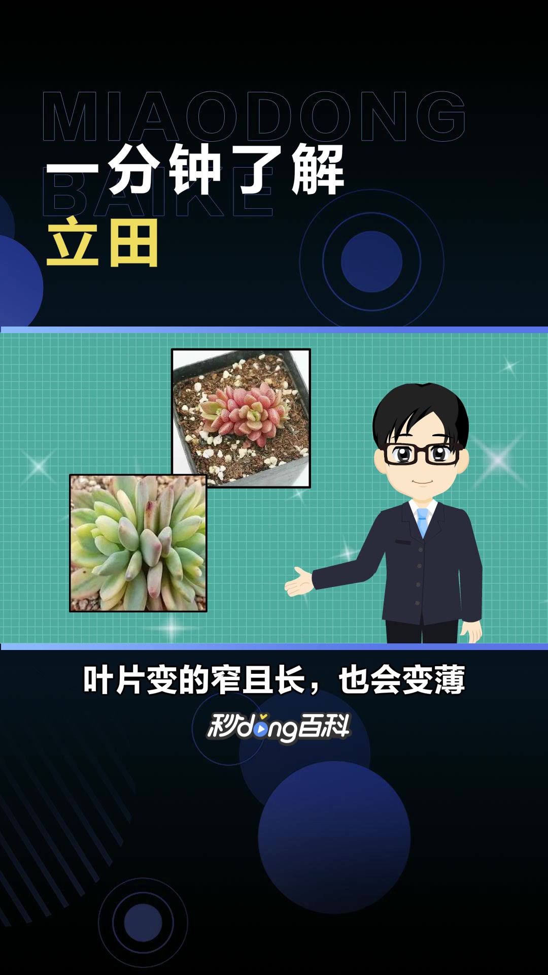 立田:景天科厚叶草属多肉植物