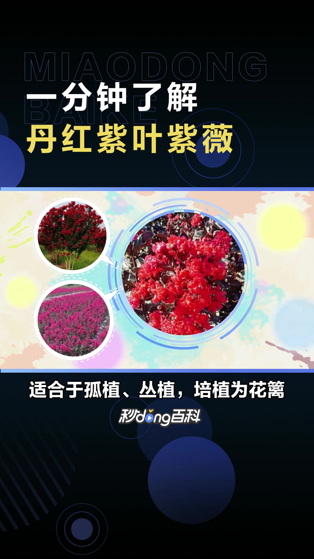 丹红紫叶紫薇:千屈菜科紫薇属落叶乔木