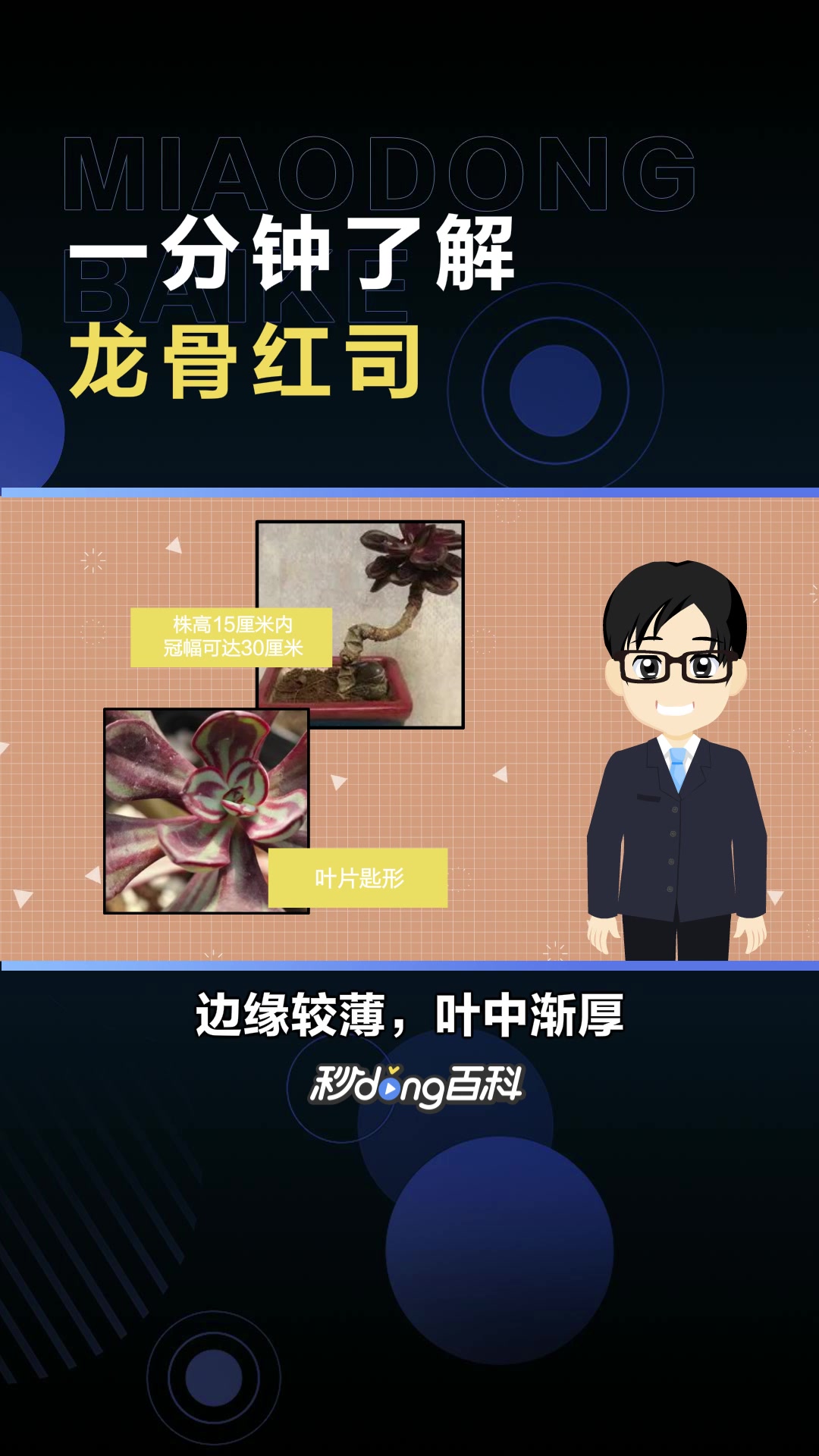 龙骨红司:景天科拟石莲属多肉植物