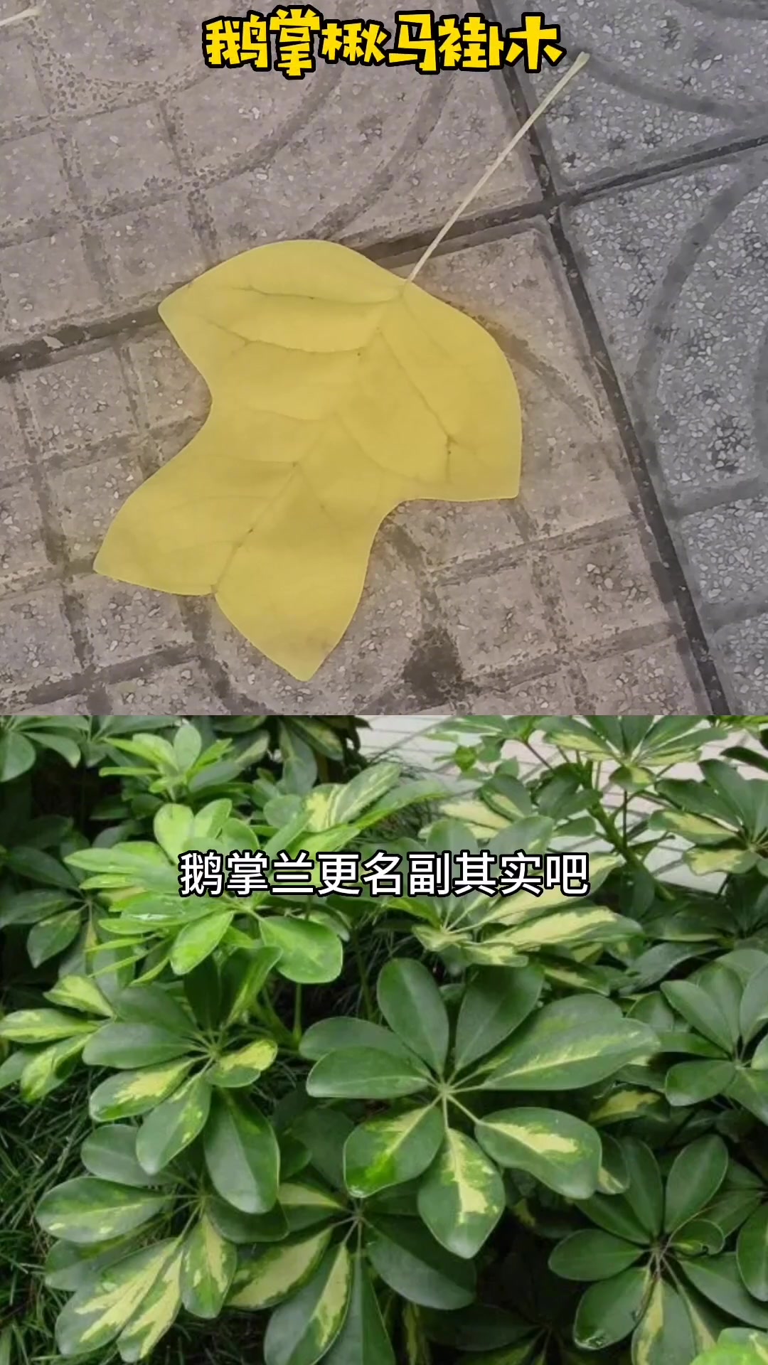 鹅掌楸马褂木20230212 我的城市由我拍 记录真实生活 同城发现 路人视角