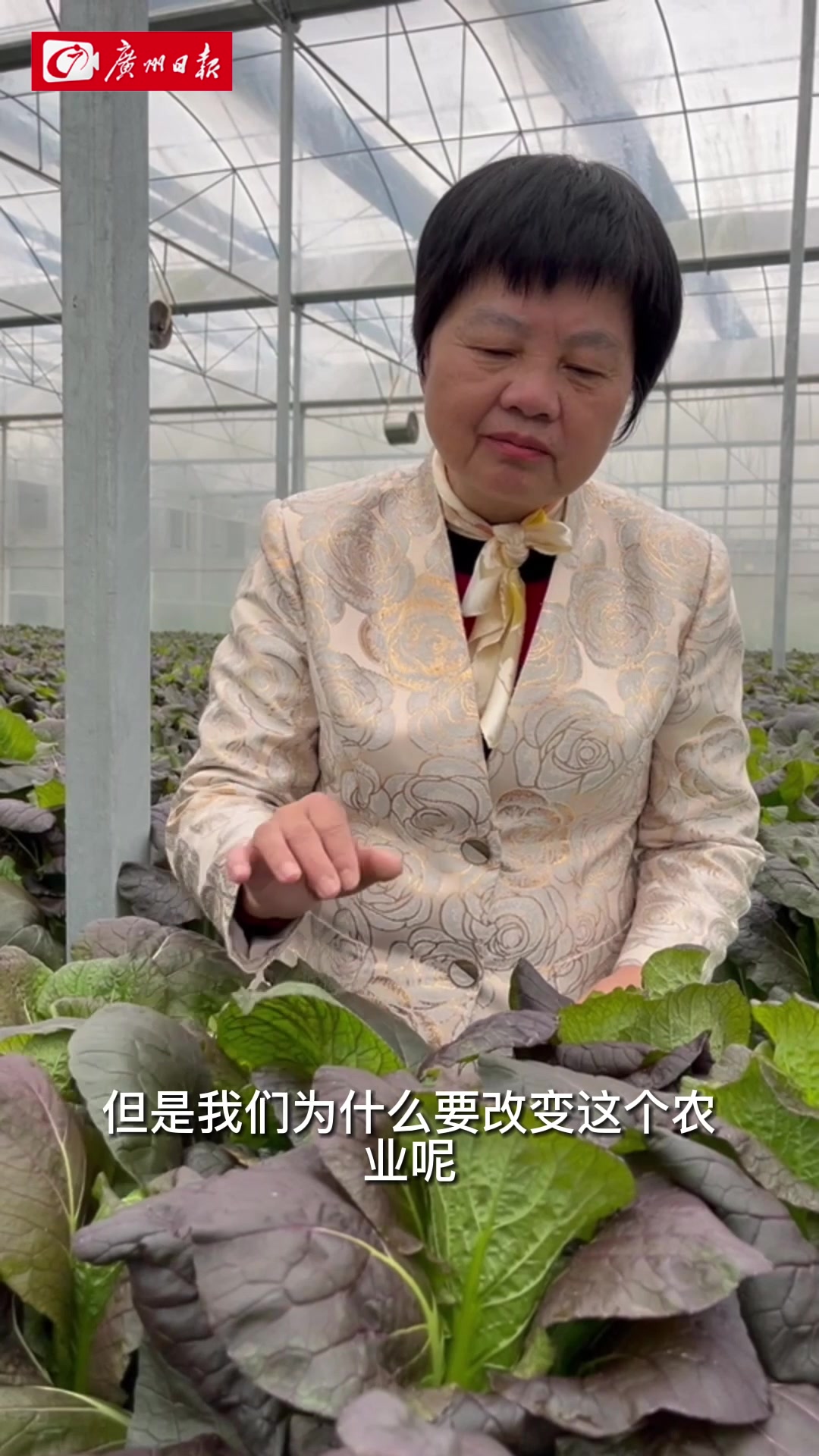 扬帆“高”歌的姐姐⑯|恒泰农业经济发展公司董事长钟爱东:从骨子里热爱土地