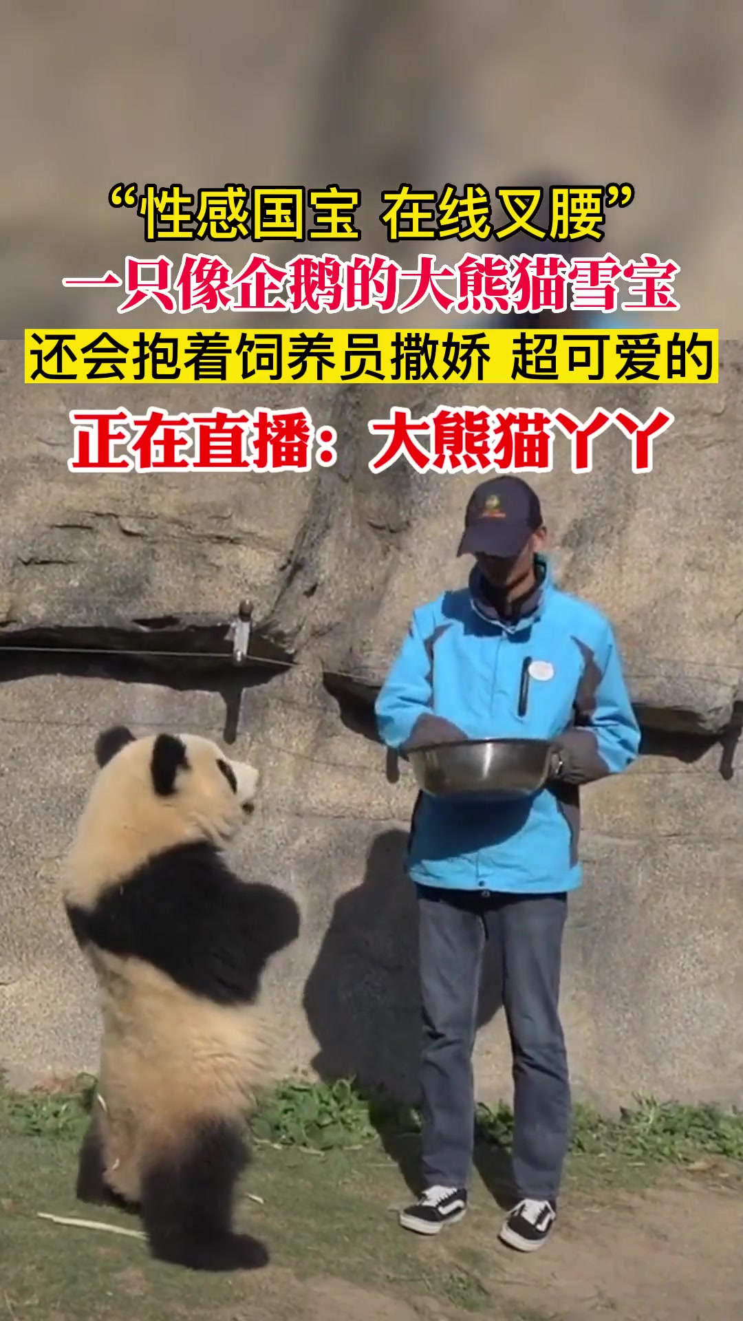 “性感国宝、在线叉腰”,一只像企鹅的大熊猫雪宝,还会抱着饲养员撒娇 超可爱的!