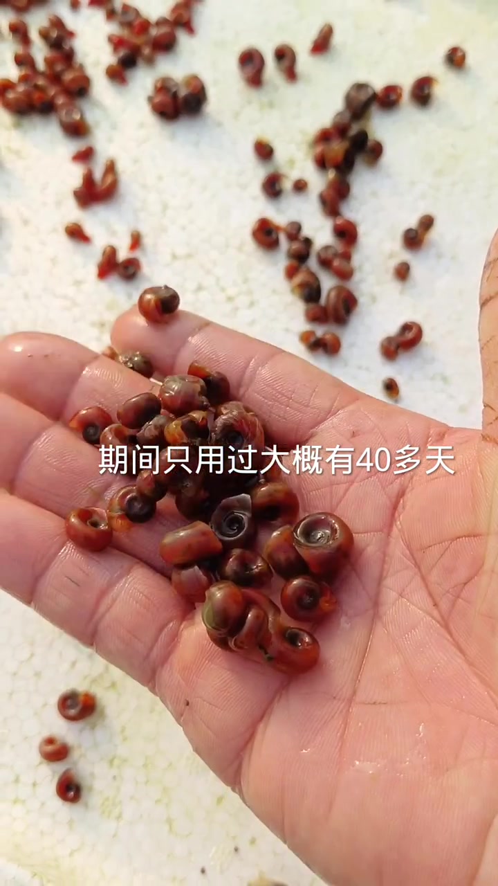 泡沫箱养殖孔雀鱼有水草和苹果螺,小的生态圈子才更健康