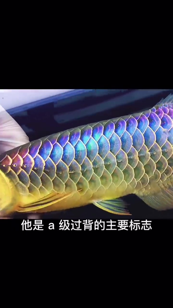什么是珠鳞?一分钟教你学会看龙鱼