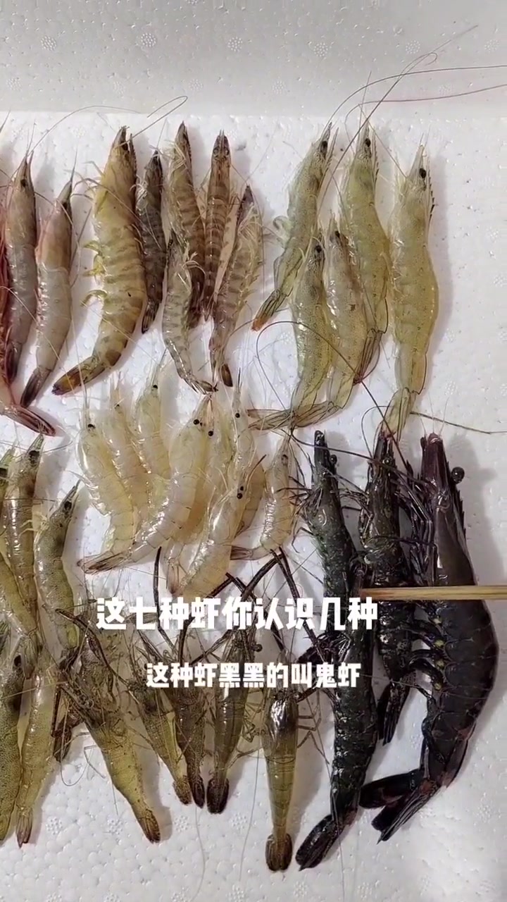 常见的虾有哪些品种