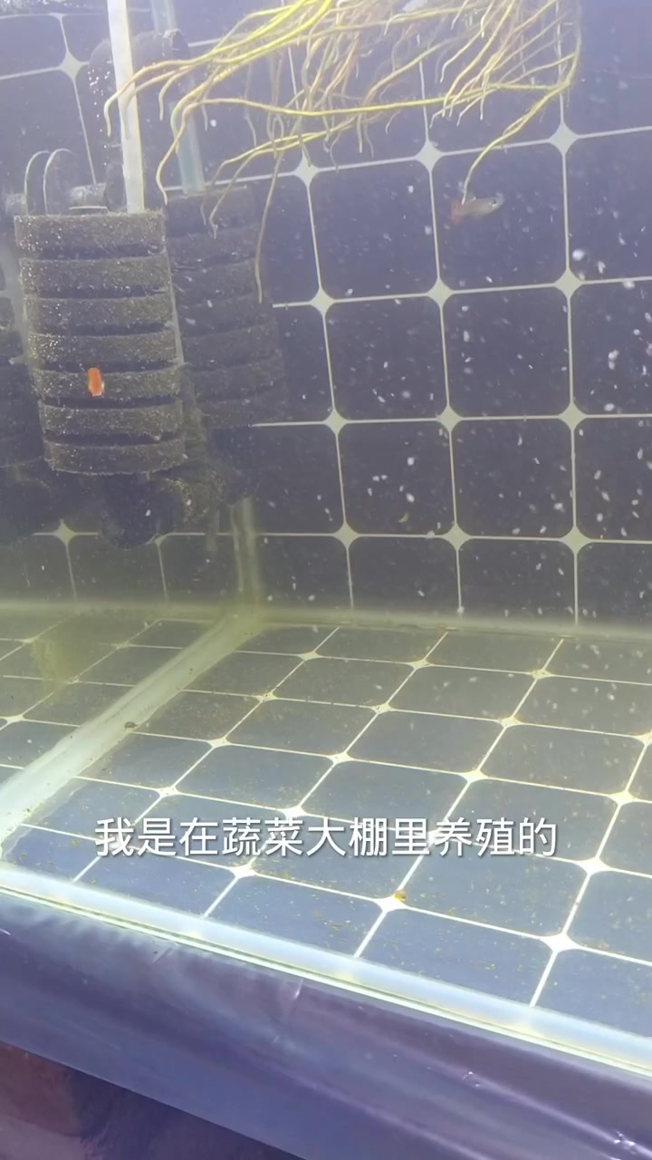 实验一下孔雀鱼到底承受多少度的低温
