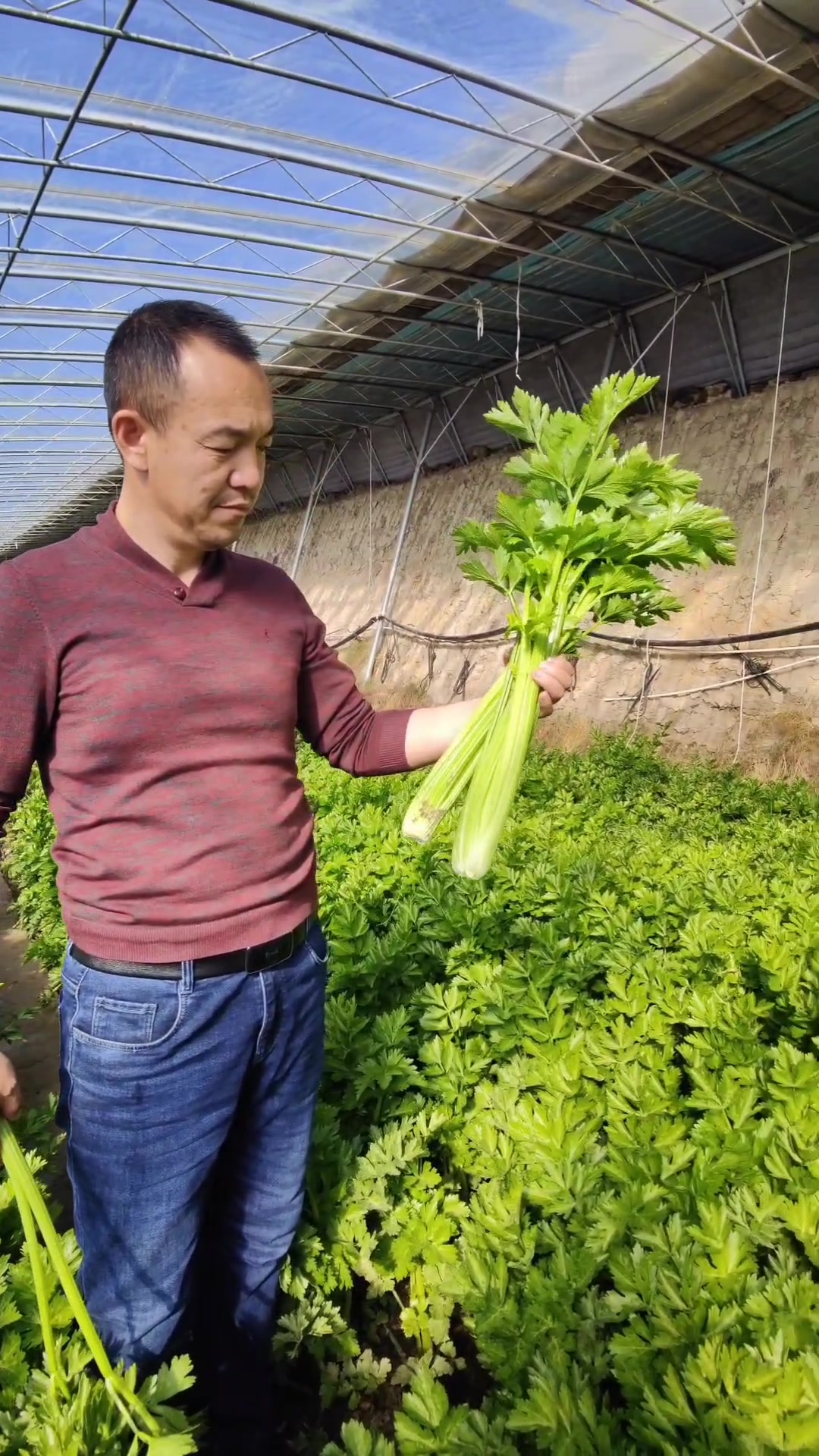 河北张家口坝上蔬菜产地,张北县芹菜种植基地,小芹菜上市
