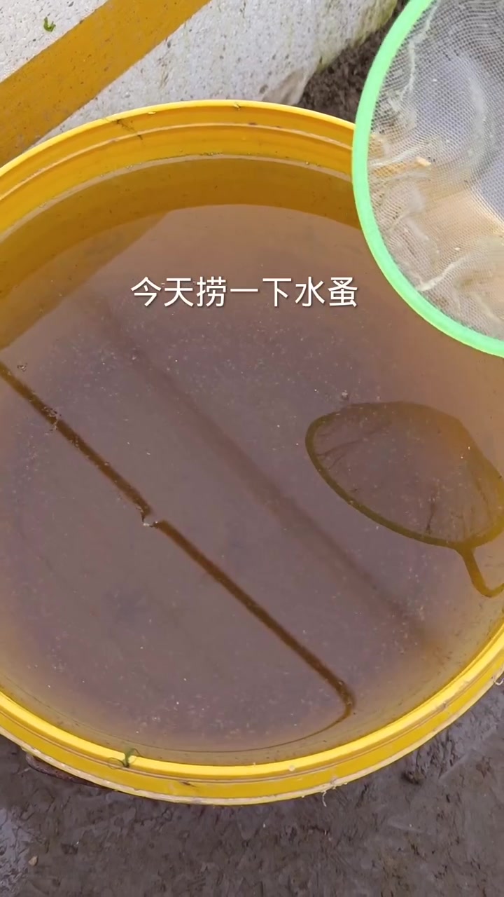 水蚤大小分离的鱼捞网 八个，10yuan除偏远地区都包邮