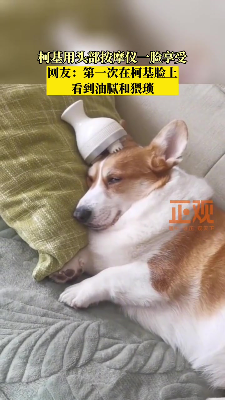 柯基躺床上用头部按摩仪一脸享受,网友:头一次在柯基脸上看到油腻和猥琐