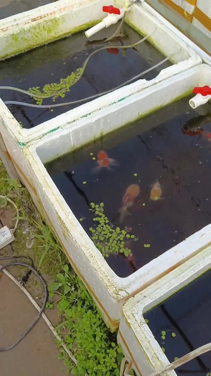 兰寿吃浮萍 泡沫箱养金鱼,经常喂浮萍好处很多