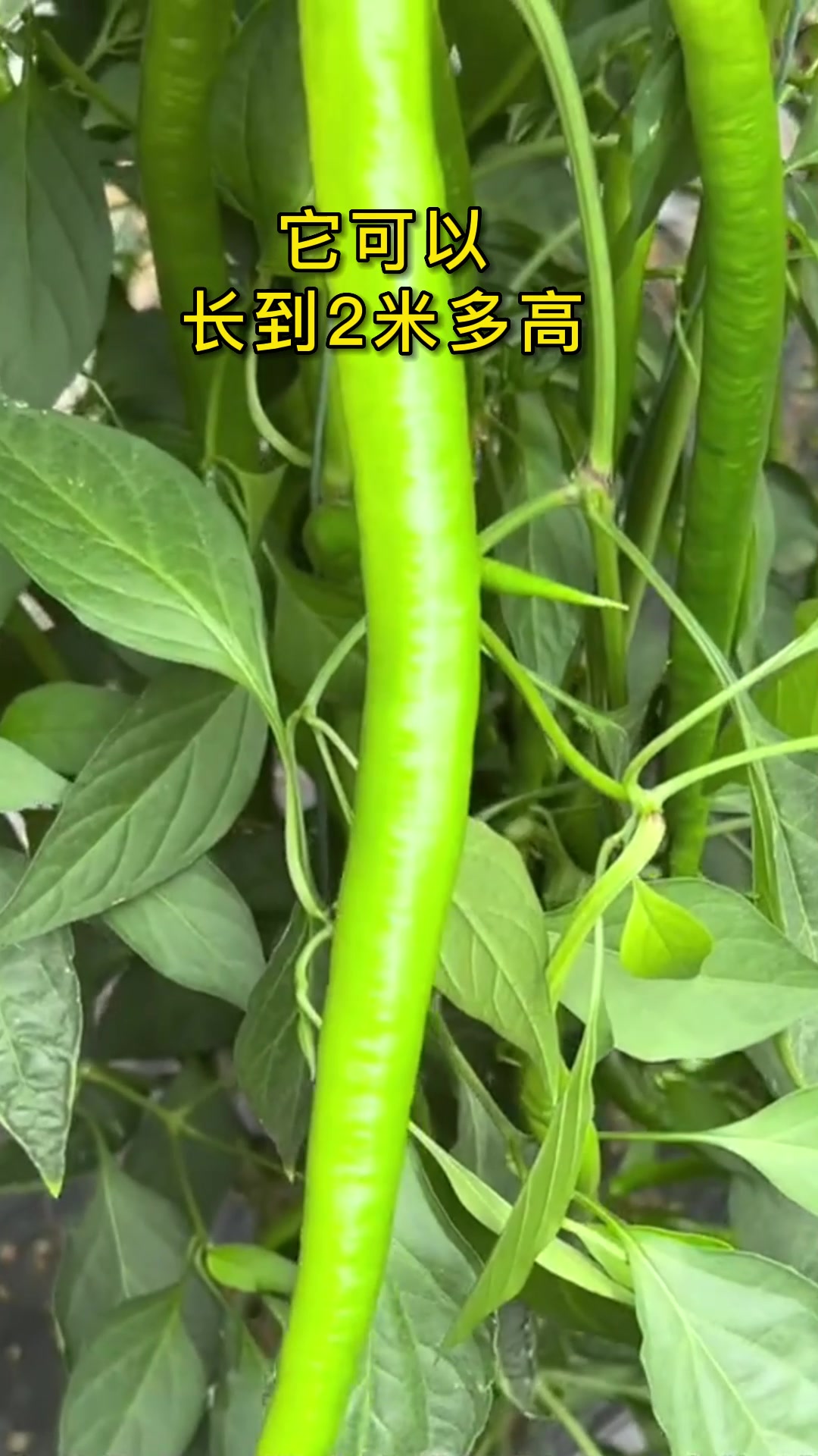 三种春季种植瓜果蔬菜