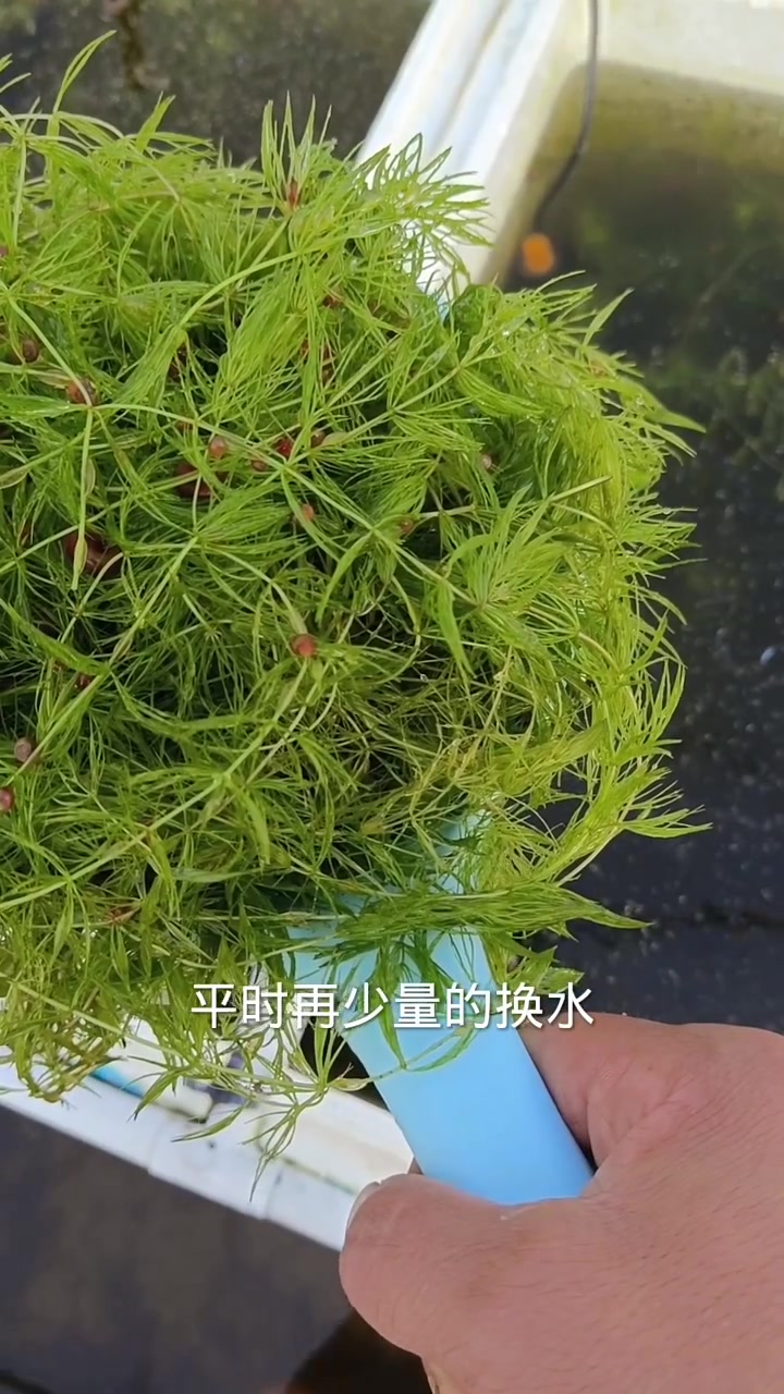 长势非常快的金鱼藻,欢迎评论区留言