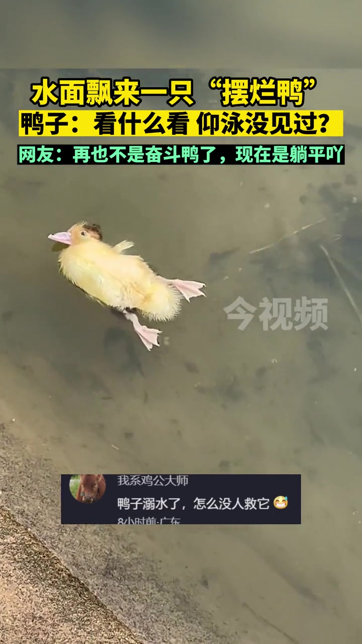水面飘来一只“摆烂鸭”!鸭子:看什么看?仰泳没见过?网友:再也不是奋斗鸭了,现在是躺平吖!