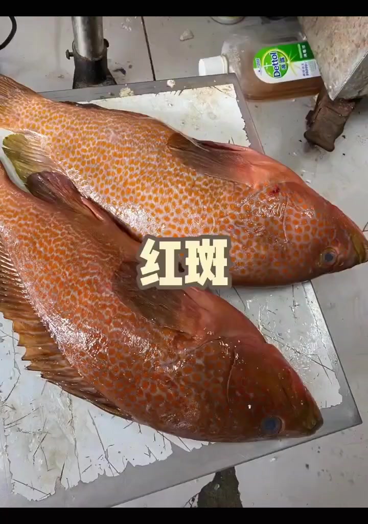 石斑鱼有几种