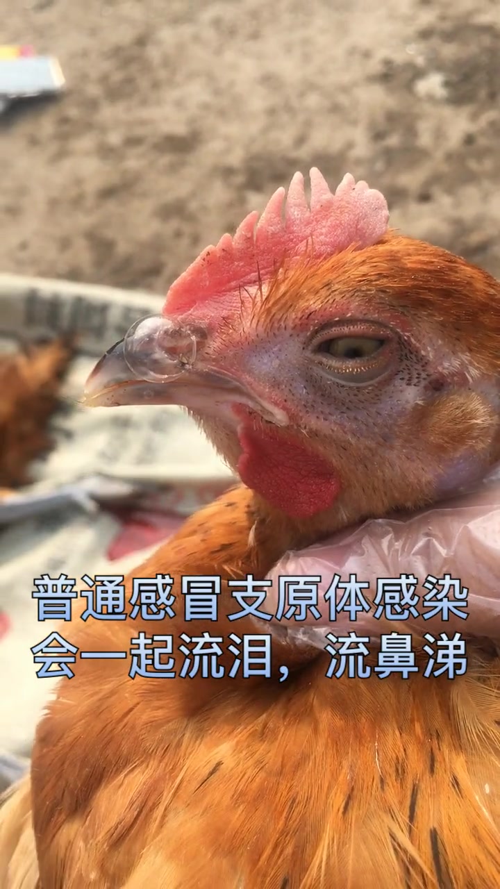 这是彩红出诊病例。传鼻和支原体的5个鉴别要点:(1)易发日龄:鸡毒支原体4-8周;鼻炎主要