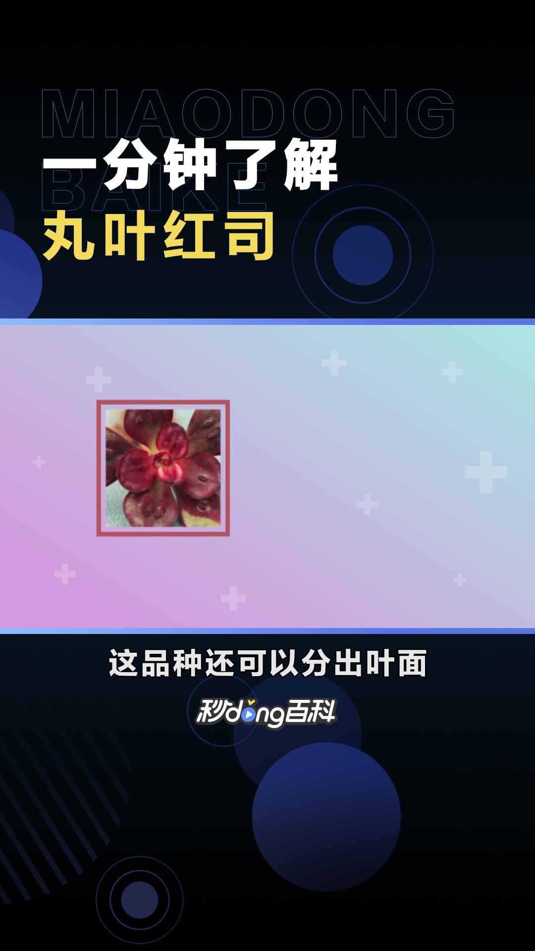 丸叶红司:景天科、石莲属多肉植物