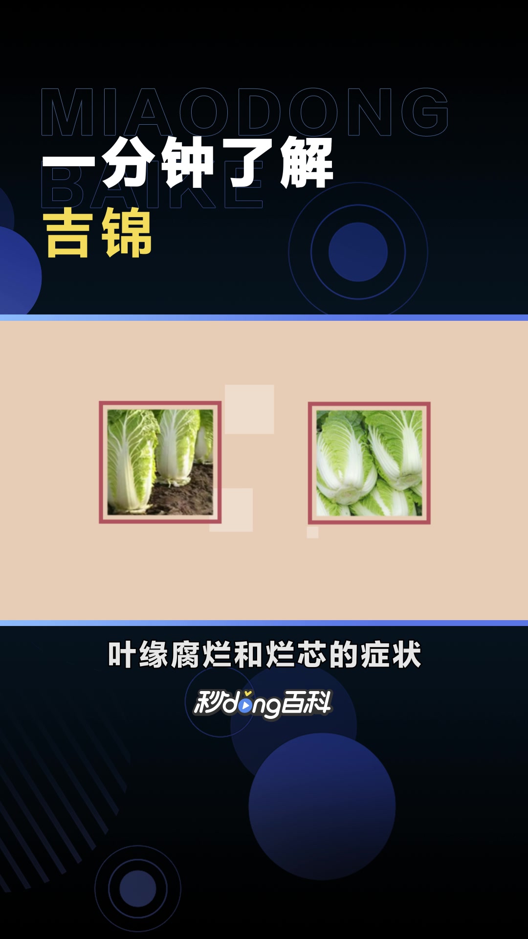 吉锦:十字花科、芸薹属植物